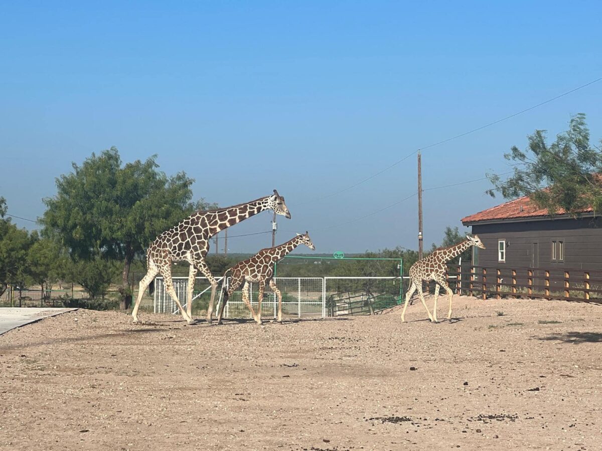 Laredo Safari & Adventure Park