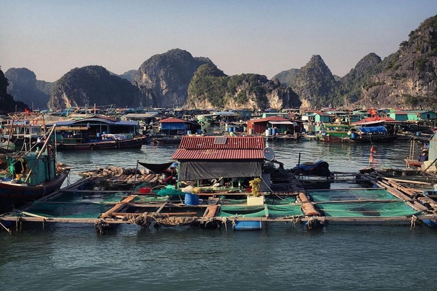 Cai Beo Floating Fishing Village, Lan Ha Bay