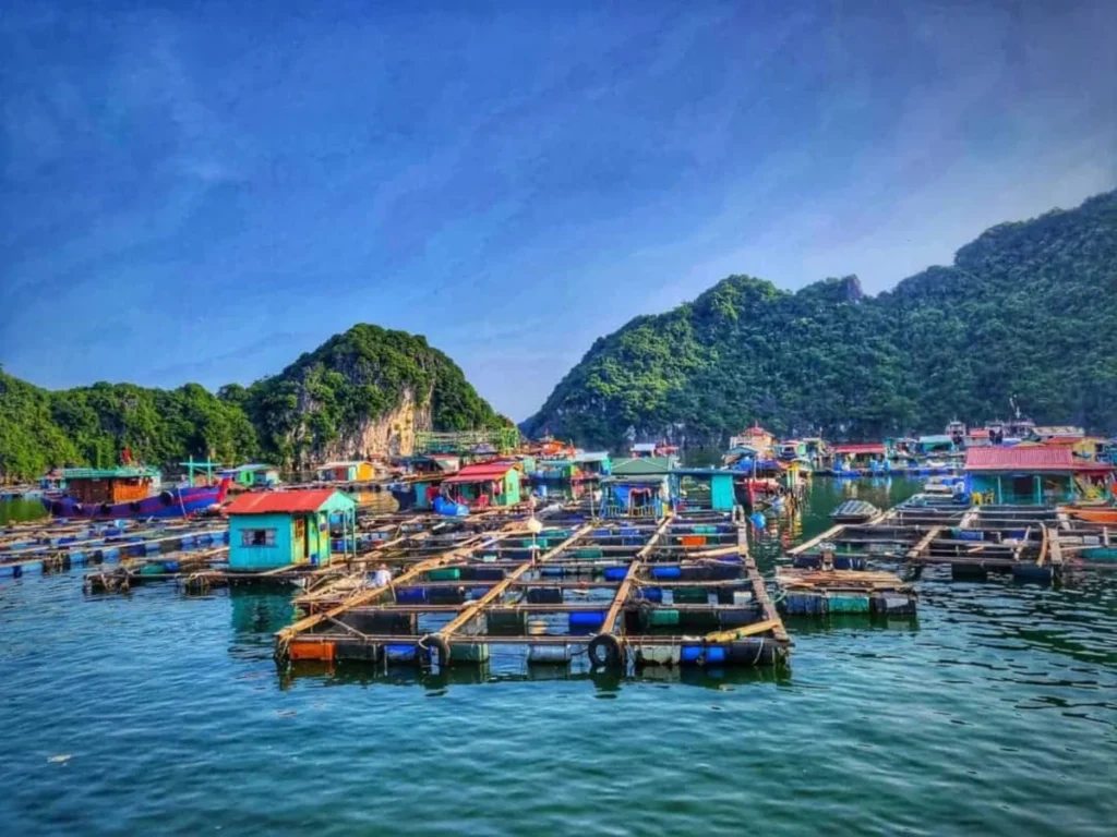 Halong Bay Floating Fishing Villages Tour