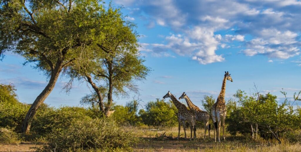 Kruger
