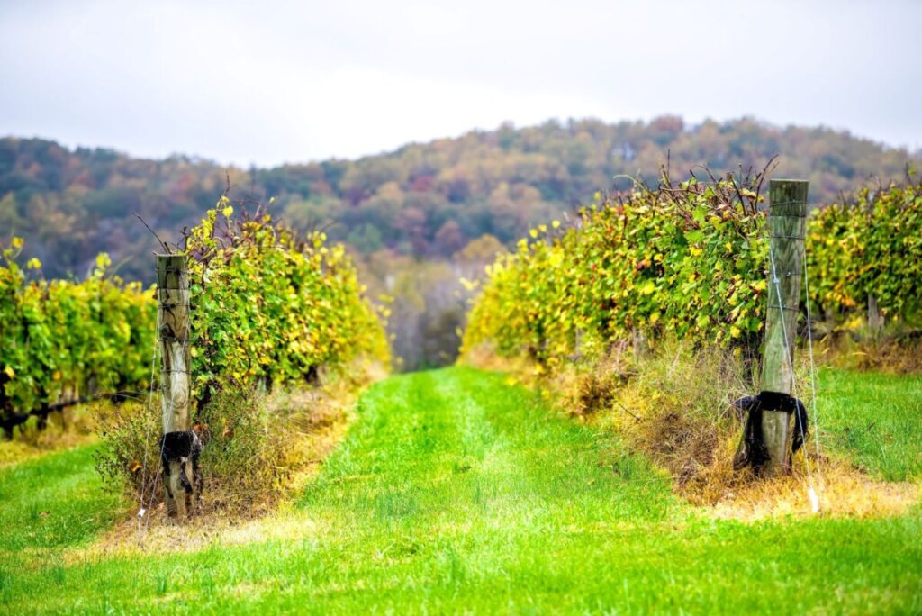 Remote Vineyard Tour