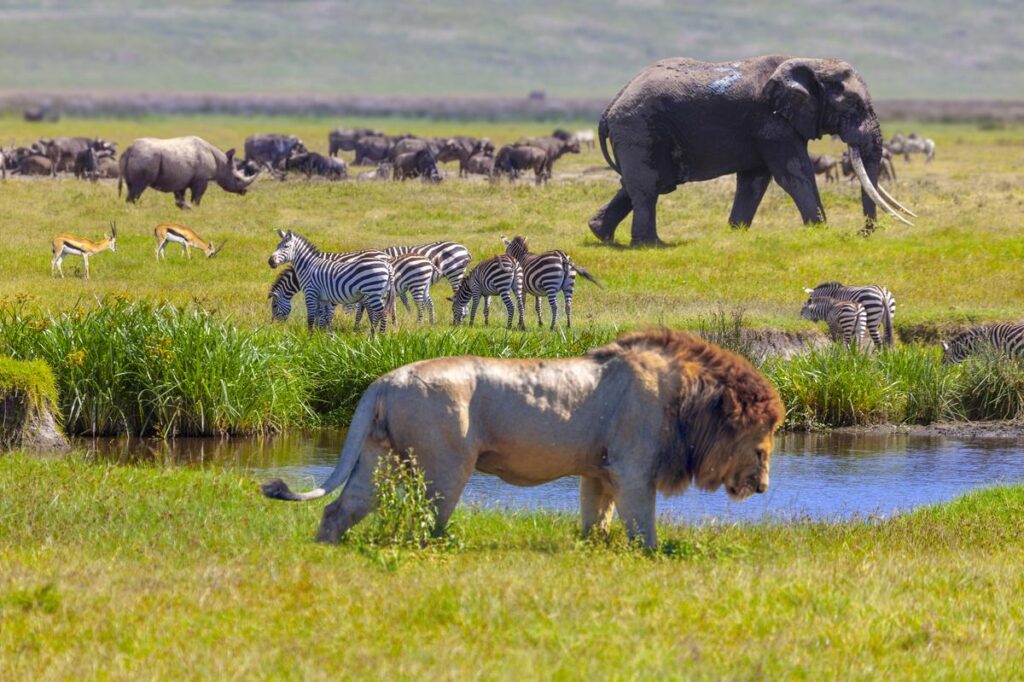 Serengeti