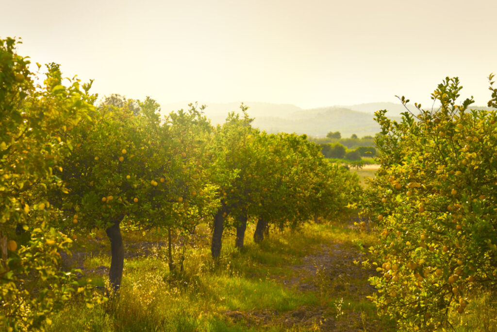  Visit to Verdant Sicilian Citrus Groves