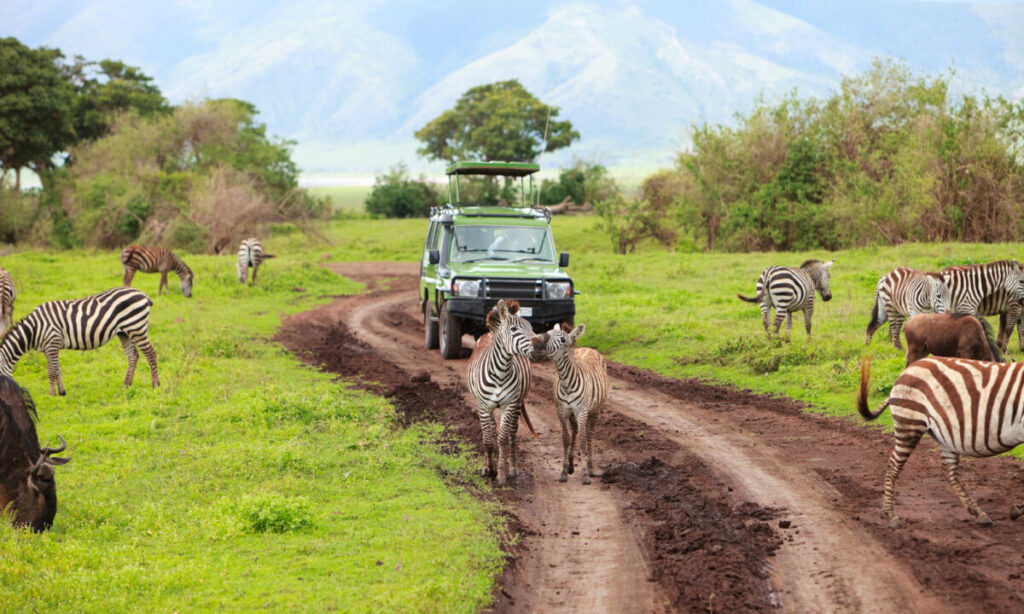 Tourists on a safari vehicle viewing a wild zebras in Africa