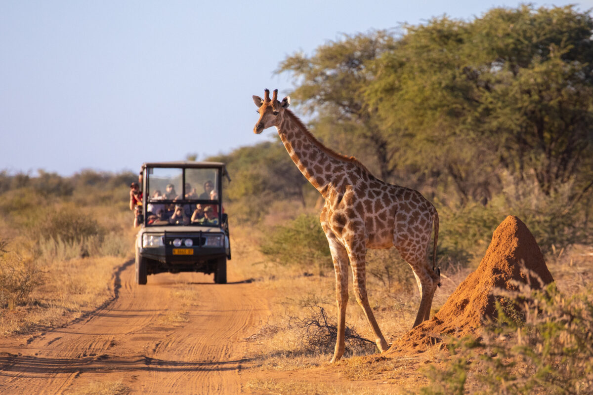 Tourists on a safari vehicle photographing a wild giraffe in Africa