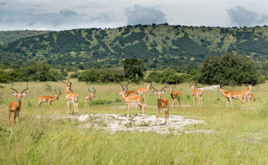 Group of Impalas and the nature view of the Akagera National Park in Rwanda, Africa