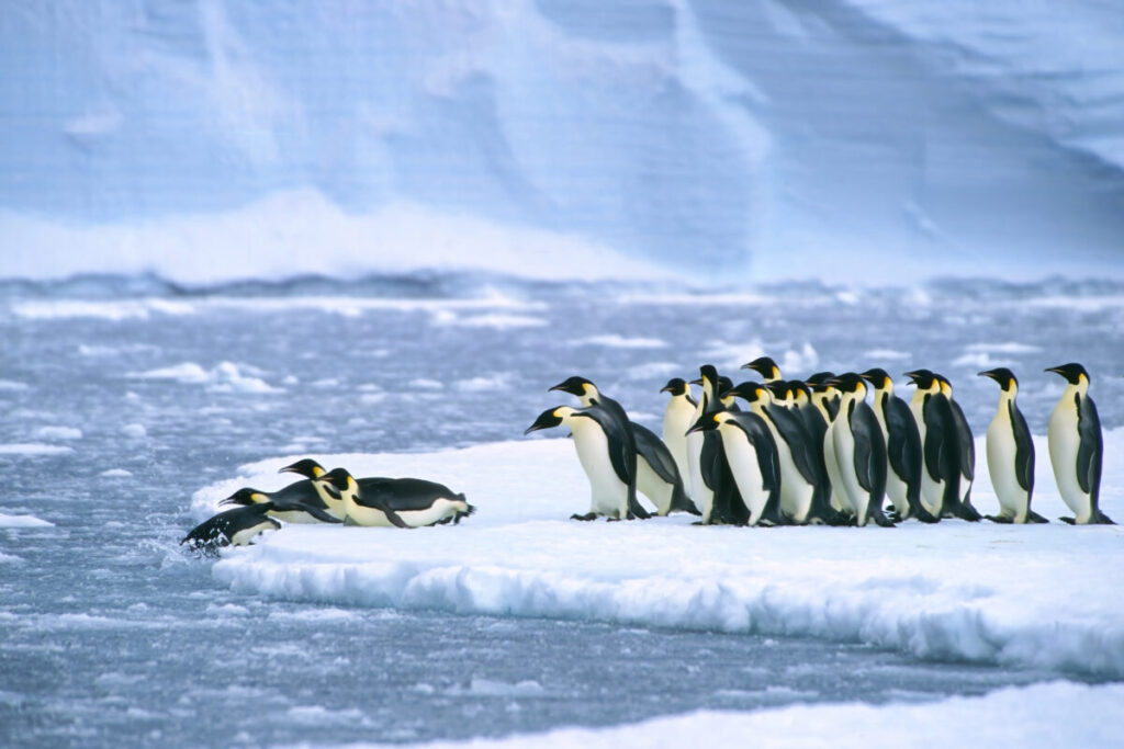 Emperor penguins diving in the waters of Atka Bay, Weddell Sea in Antarctica