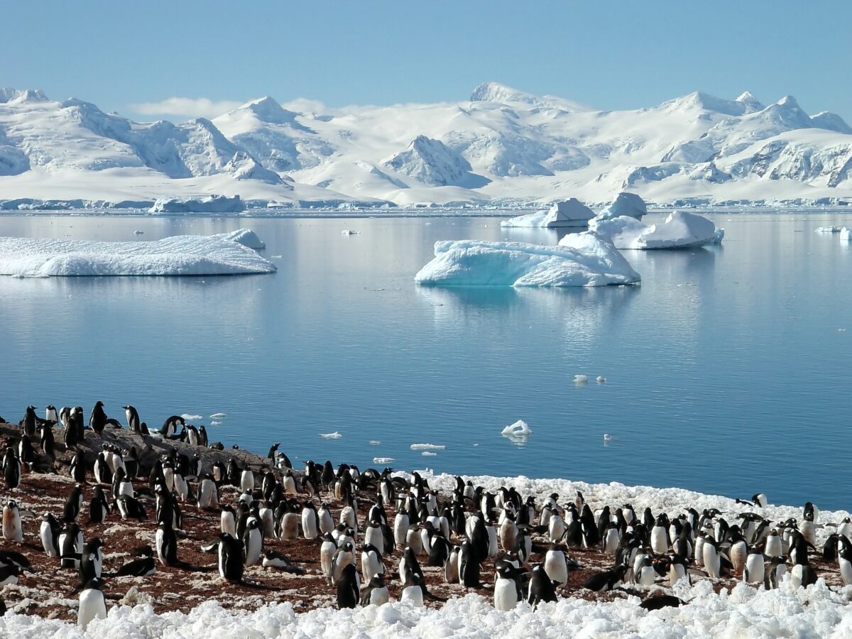 Group of Emperor penguins and the beautiful Antarctica scenery
