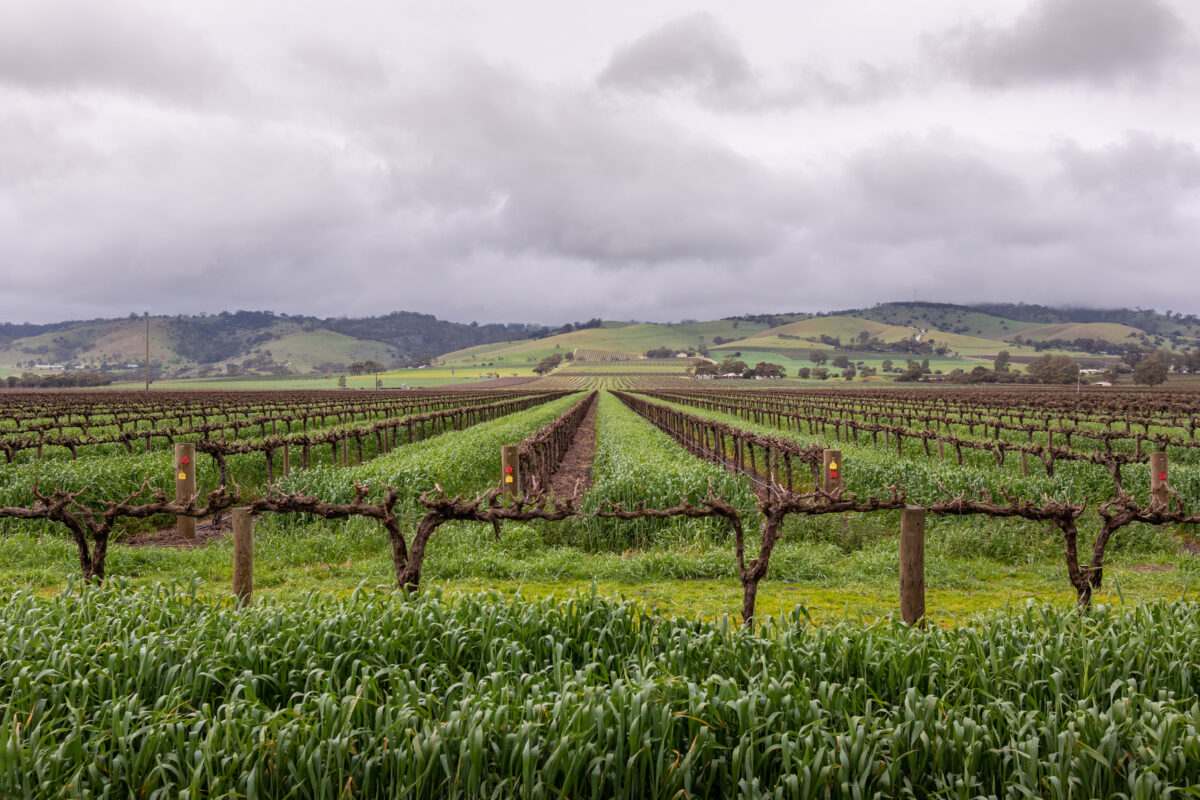 Rolling vineyard hills with grapevines in Barossa Valley wine region South Australia