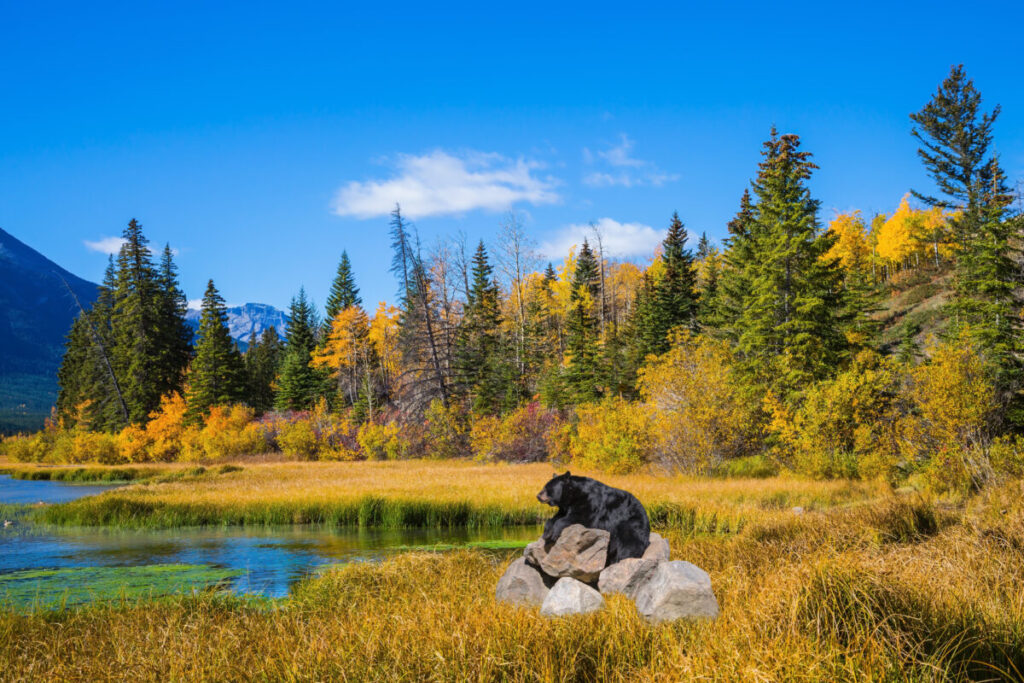 Black bear resting on the rocks amidst the vibrant autumn foliage of a Canadian forest