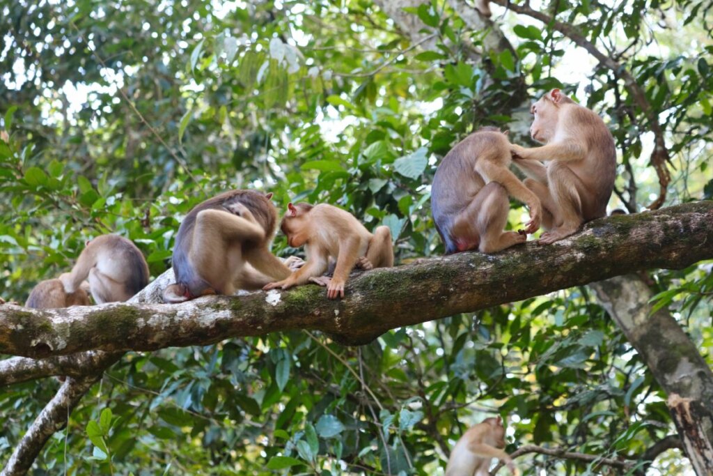 Wildlife of Kinabatangan River in Borneo, Malaysia