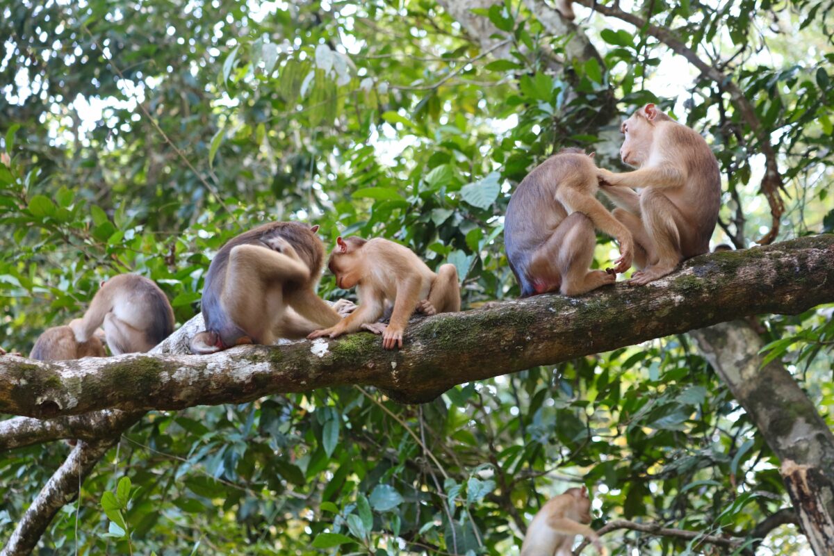 Proboscis monkey sitting on tree branch along Kinabatangan River in Borneo Malaysia rainforest