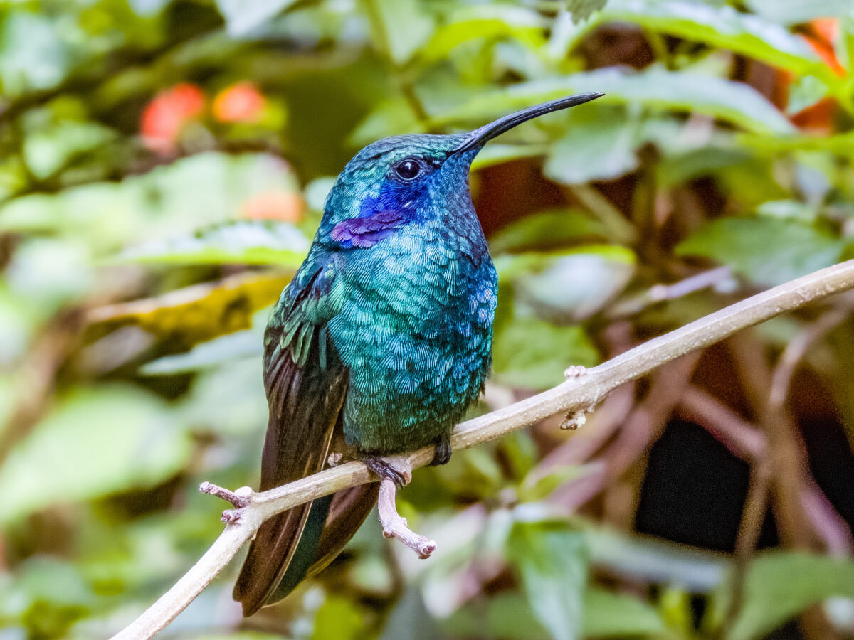 Colorful violet-eared hummingbird hovering near tropical flower in Costa Rica cloud forest