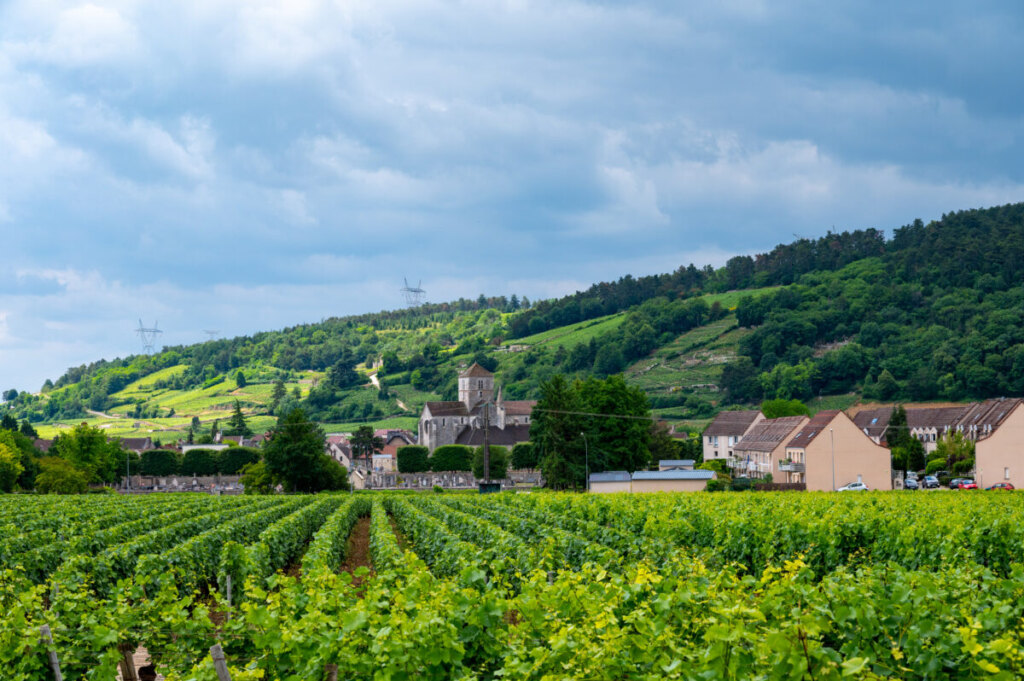Rows of pinot noir grapes vineyards in Côte de Nuits, Burgundy showcasing the region's premier wine terroir