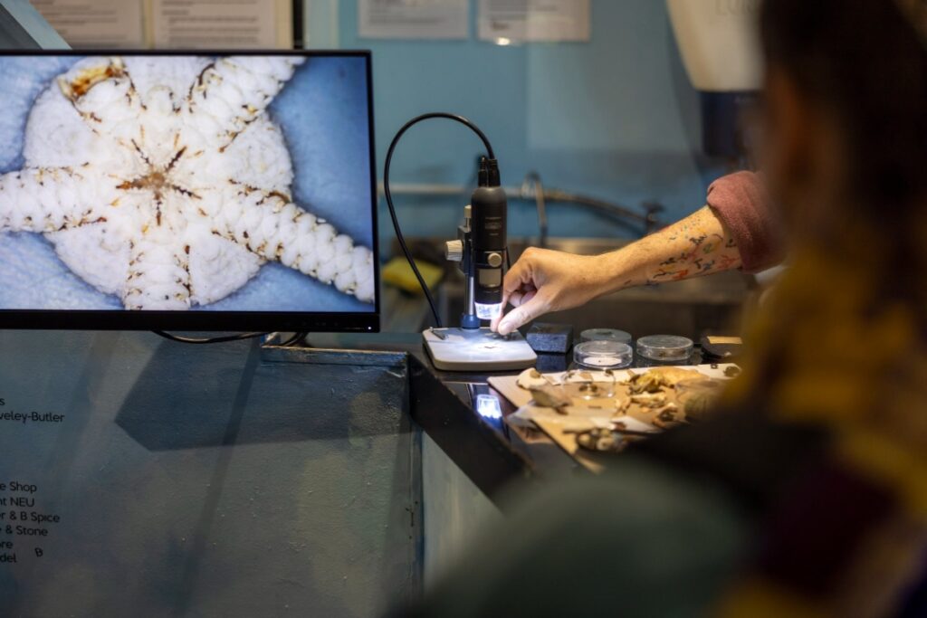 The Crab Museum in Margate, UK, features colorful exhibits of various crab species and marine ecosystems