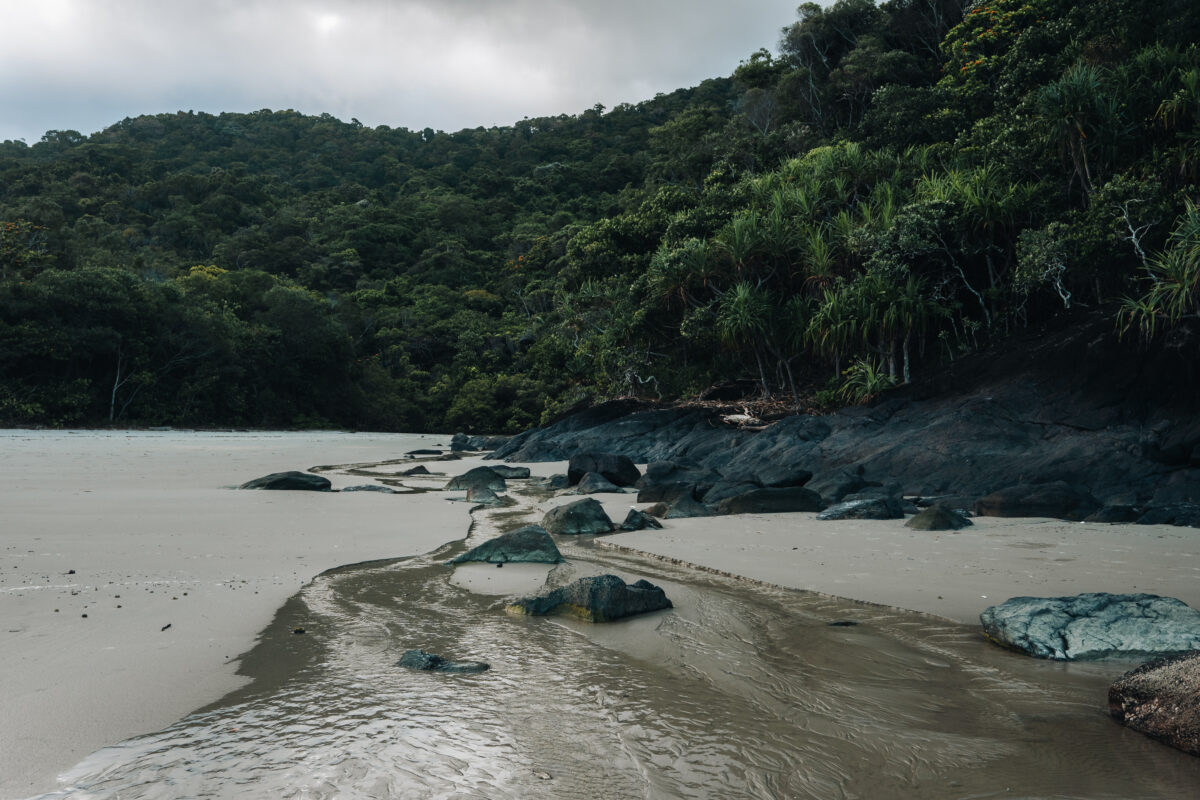 Lush green Daintree Rainforest canopy with tropical plants meeting pristine beach in Queensland