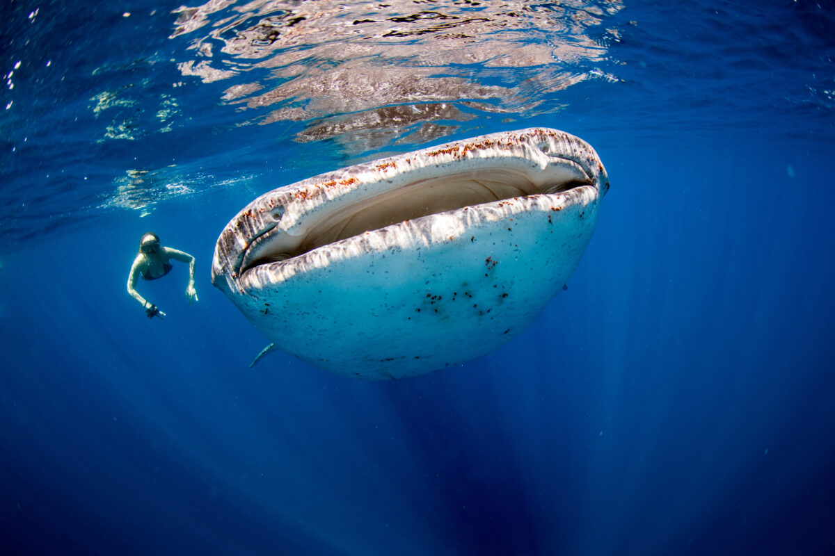 Woman swimming with whale sharks in Donsol Philippines showcasing sustainable marine tourism