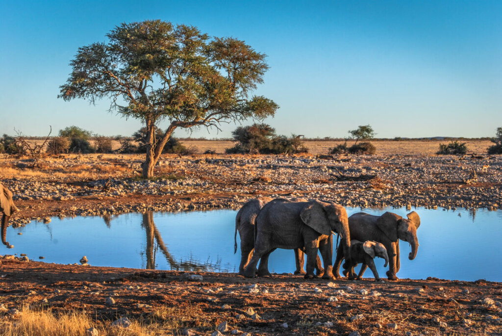 Elephants  by the water in Etosha National Park, Namibia, Africa