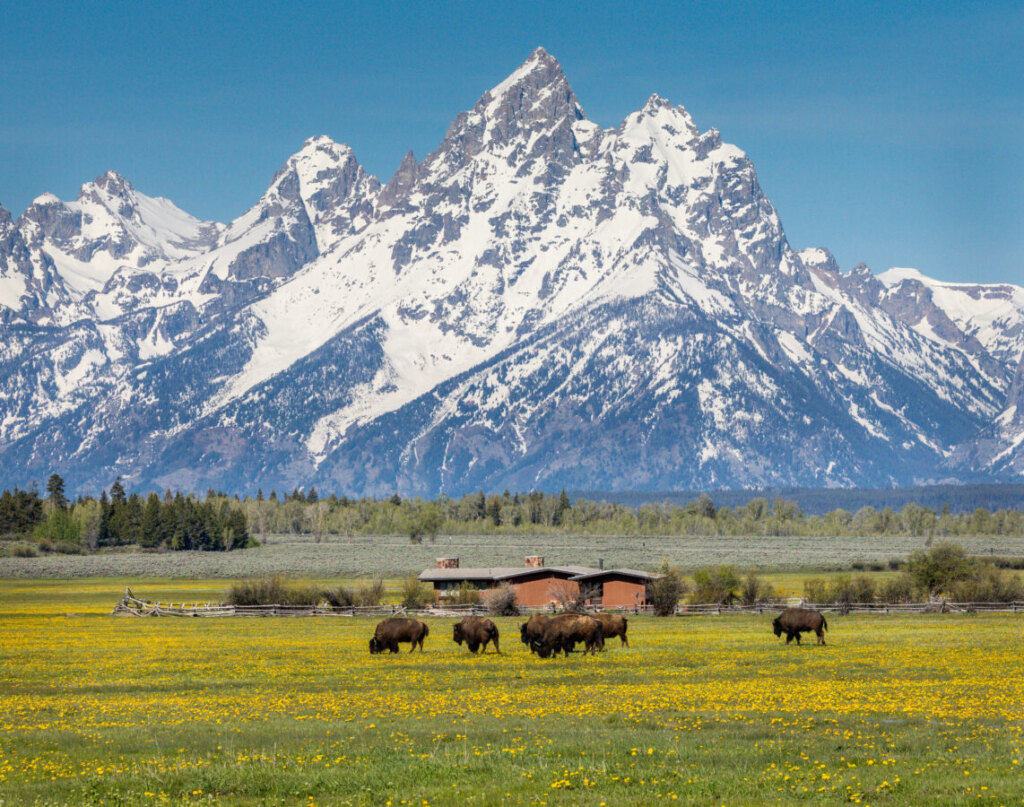 Bison herd grazing in Jackson Hole valley with Grand Teton mountains in background during golden hour wildlife tour