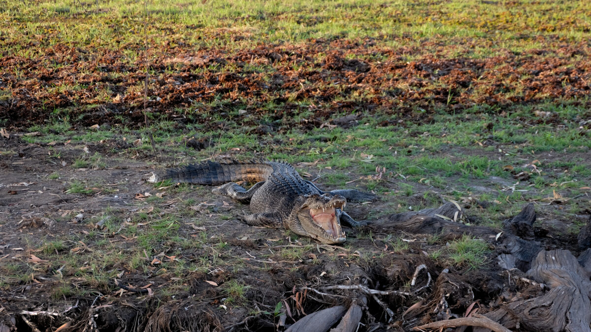 Large saltwater crocodile basking with open jaws at Yellow Water billabong Kakadu National Park Australia