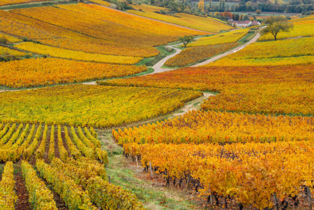 Scenic view of La Côte-d'Or vineyards during golden hour perfect for wine tourism photography