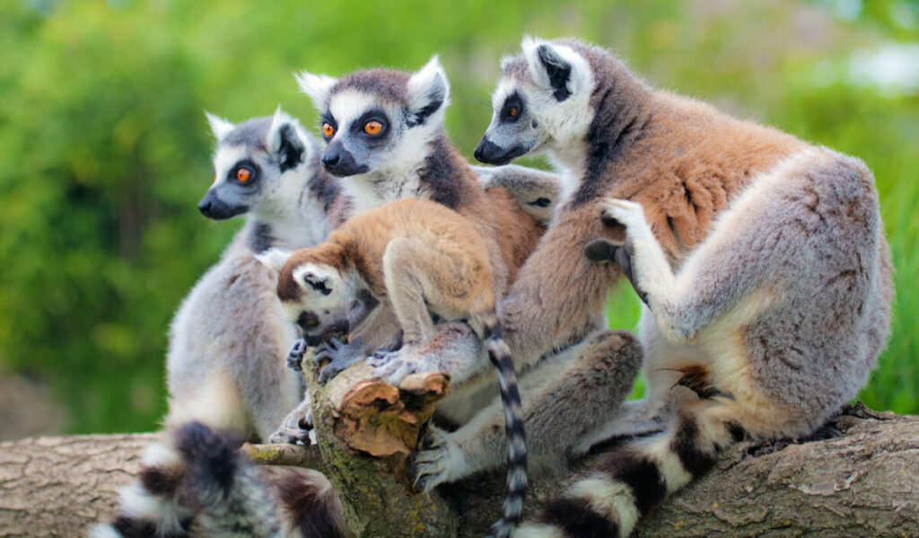 Close-up of the Lemur family in Madagascar