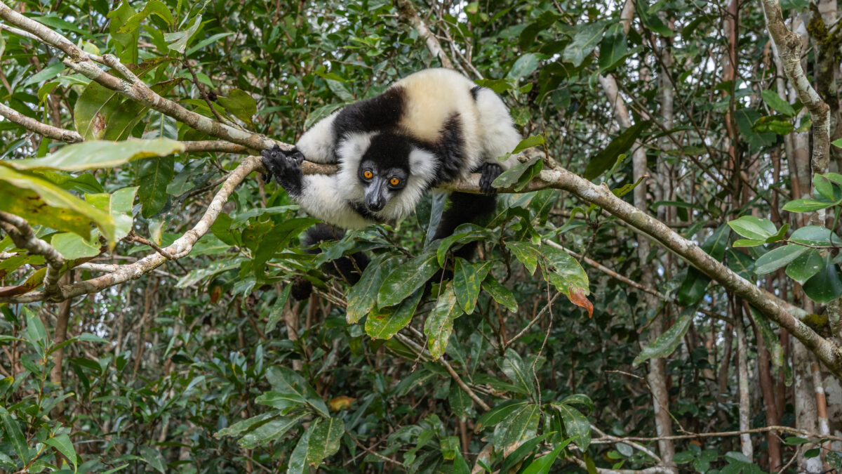 Ring-tailed lemur with distinctive black and white striped tail in Madagascar forest