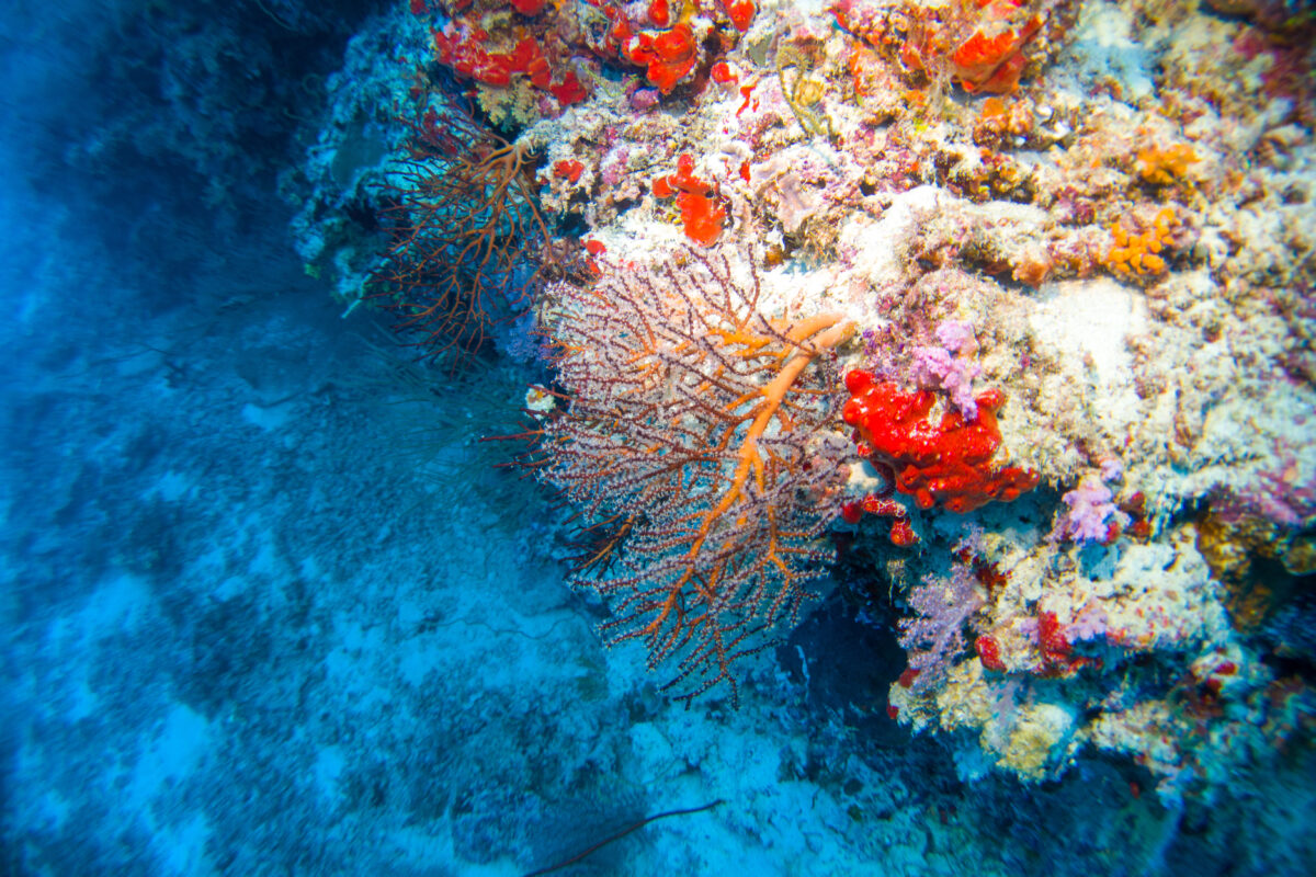 Colorful coral reef ecosystem with tropical fish in the Maldives underwater paradise