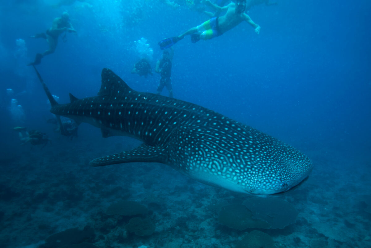 Snorkelers swimming alongside a massive whale shark in crystal clear Maldivian waters