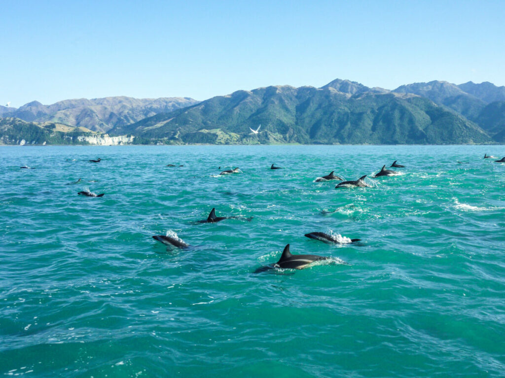 Huge group of dolphins at South Island in New Zealand