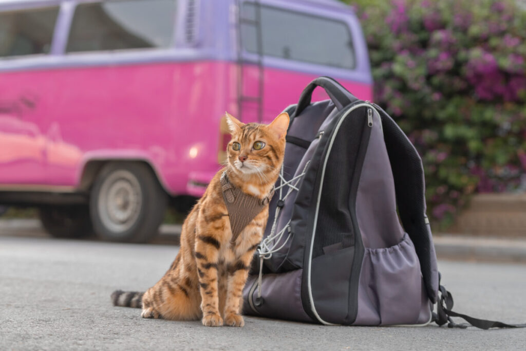 Close-up of an orange cat sitting next to a pet travel bag