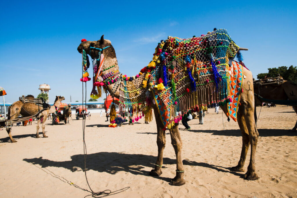 Camel decorated with colorful garments at the Pushkar Camel Fair in Pushkar, India