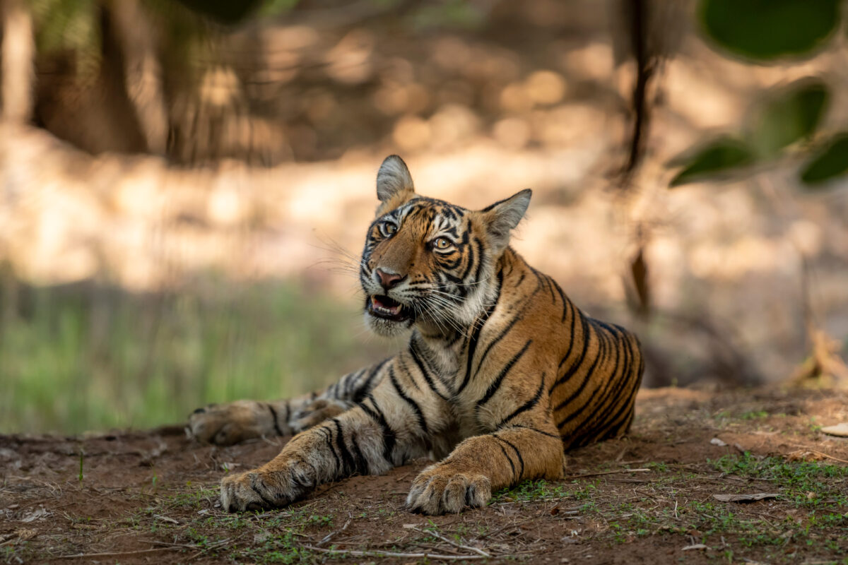 Ancient fort ruins overlooking dense forest in Ranthambore National Park Rajasthan India