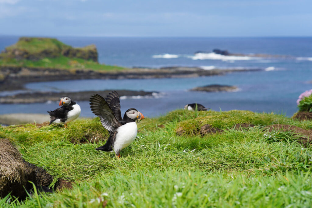 Close-up of the Atlantic puffins on the isle of Lunga in Scotland