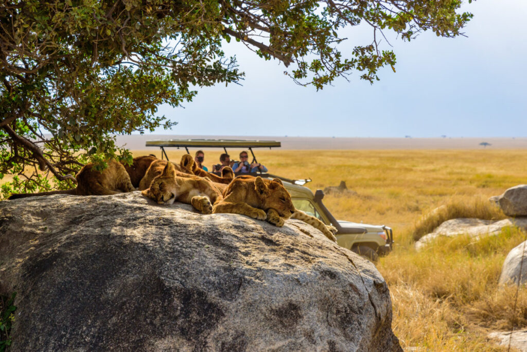 Tourists photographing young lions resting on rocks during a safari in Serengeti National Park, Tanzania, Africa