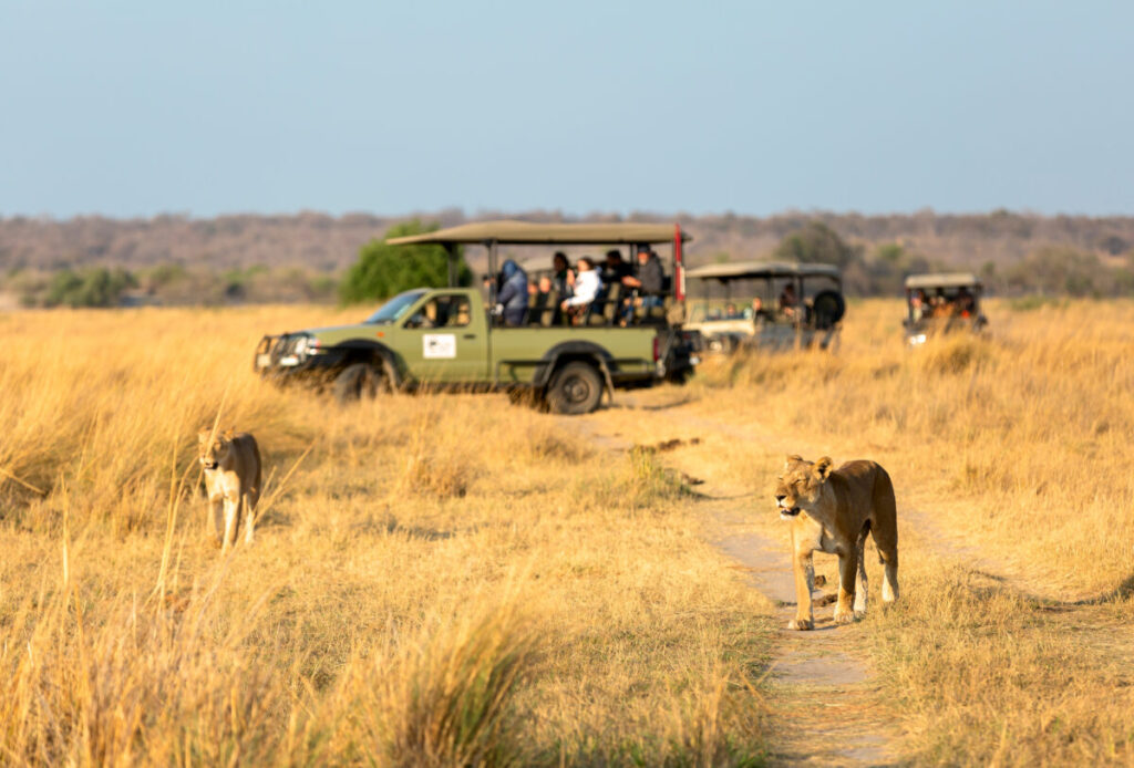 Tourists on safari vehicles viewing the lions in Serengeti National Park, Tanzania, Africa