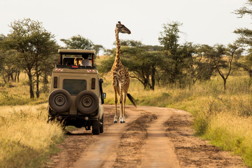 Serengeti National Park, Tanzania safari ride experience net to a wild giraffe