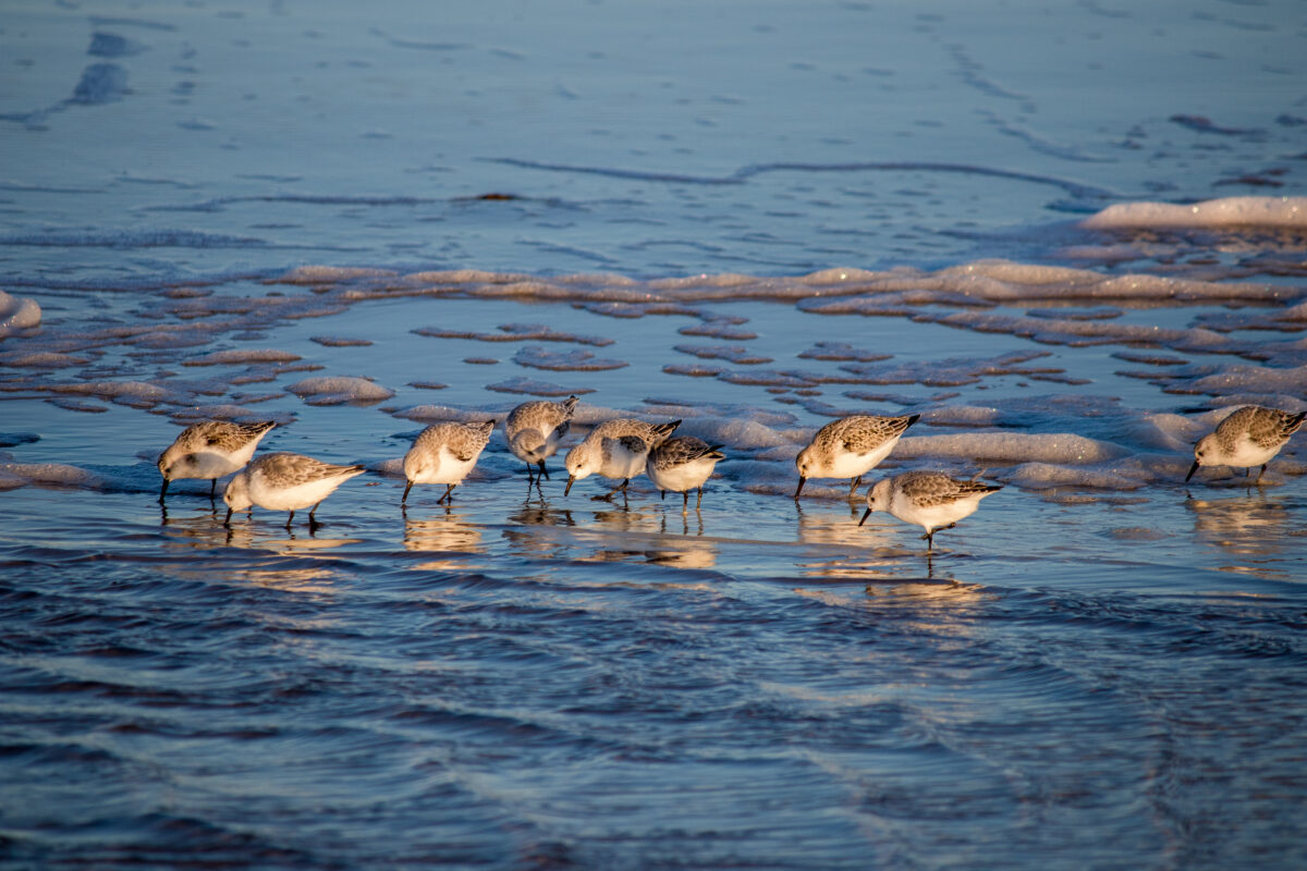 Sanderlings on the beach in the town of Skagen, Denmark.