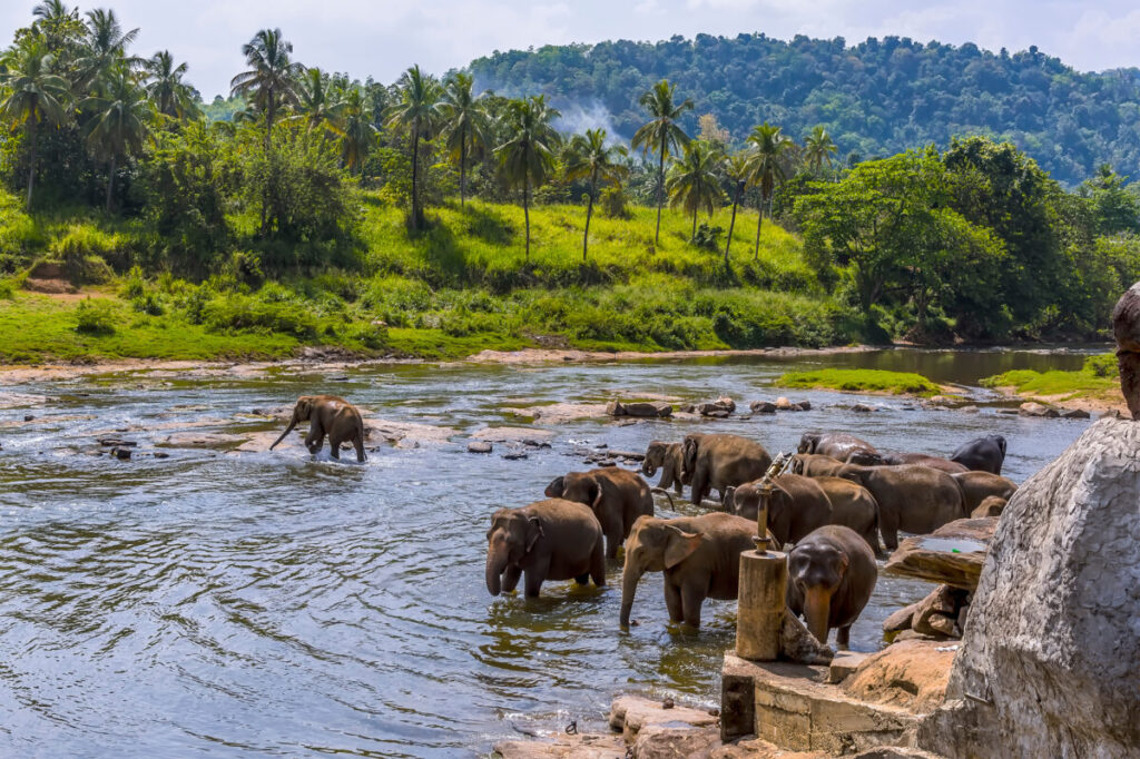 Elephants cooling down at the Maha Oya in Pinnawala, Sri Lanka