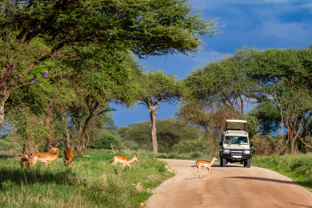 Closeup shot of safari in Tarangire National park, Tanzania