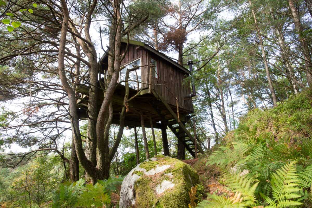 Panoramic view of a tree house accommodation surrounded by trees