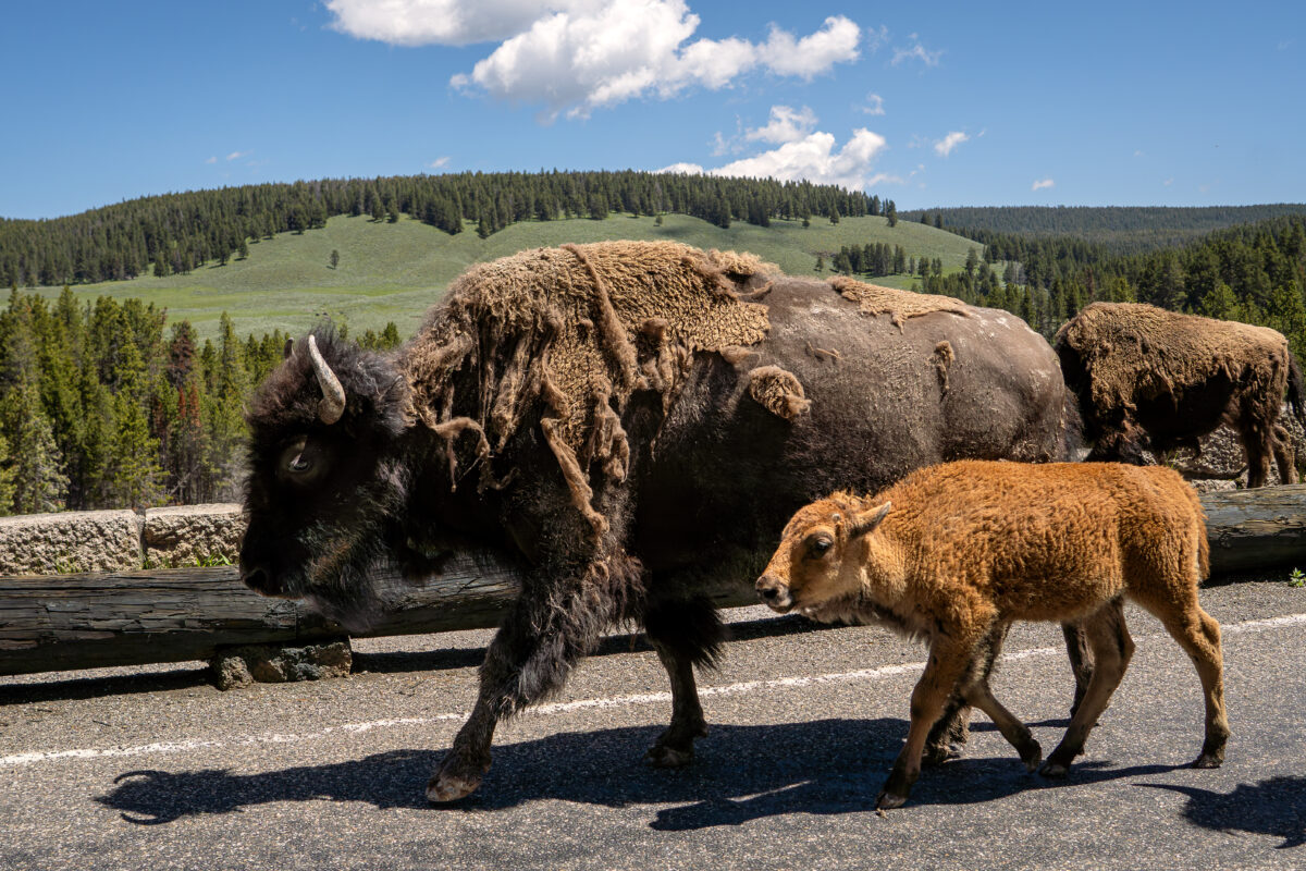American bison walking on road near steaming hot springs in Yellowstone National Park with geothermal features